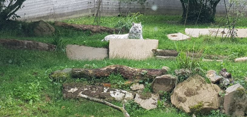 Sortie au zoo de Trégomeur